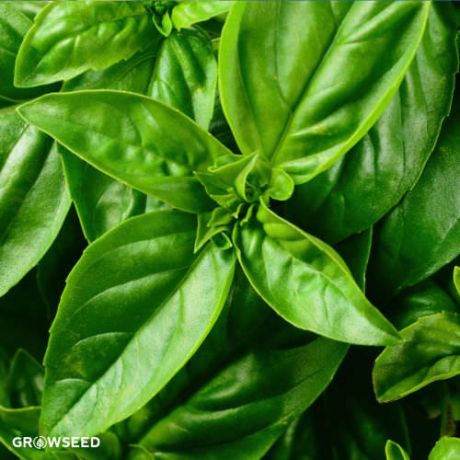 Basil Classic Italian Herb Seeds