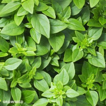 Basil Greek