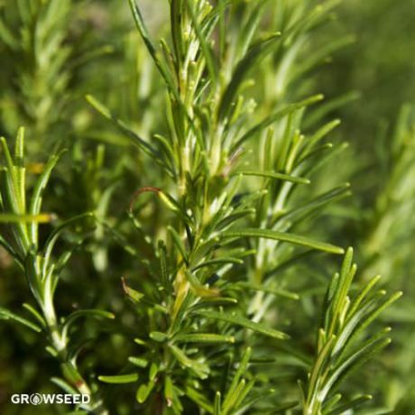 Rosemary Herb Seeds