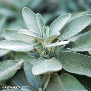 Sage Herb Seeds