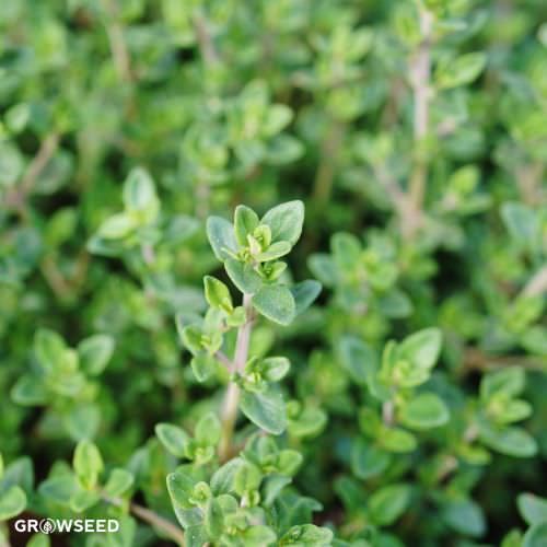 Thyme Herb Seeds