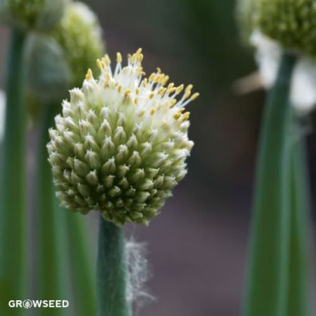Welsh Onion Herb Seeds