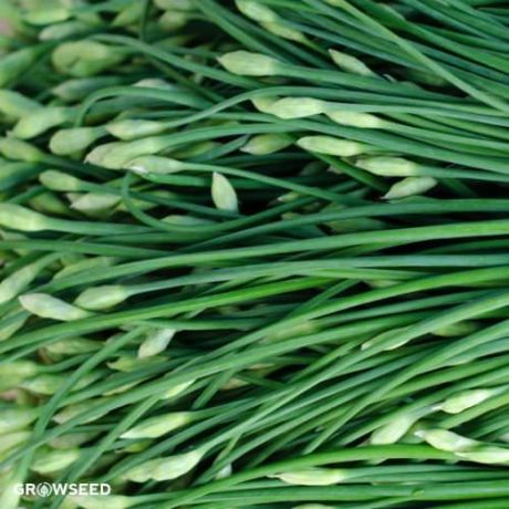 Garlic Chives Herb Seeds