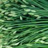 Garlic Chives Herb Seeds