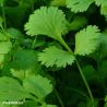 Coriander Herb Seeds