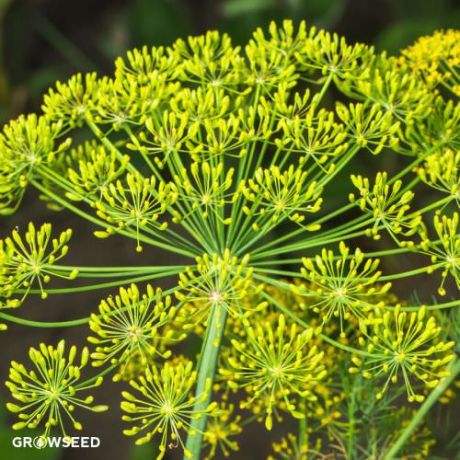 Dill Fernleaf Herb Seeds