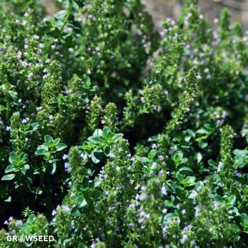 Oregano Greek Herb Seeds