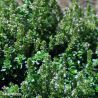 Oregano Greek Herb Seeds