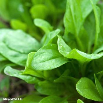 Large French Sorrel Herb Seeds