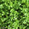 Curly Cress herb seeds