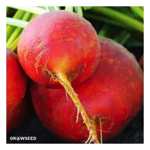 Golden Beetroot Organic Seeds