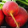 Golden Beetroot Organic Seeds