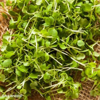 Microgreen Seed Kit