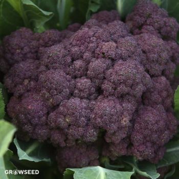 Miranda Broccoli Seeds