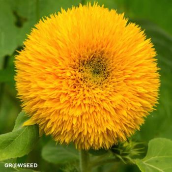 Teddy Bear Sunflower Seeds