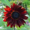 Red Sun Sunflower Seeds