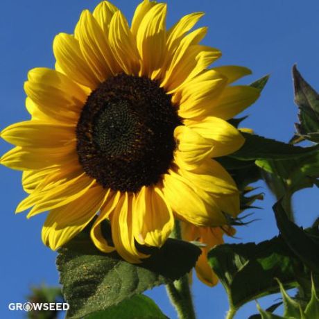 Tall Single Sunflower Seeds