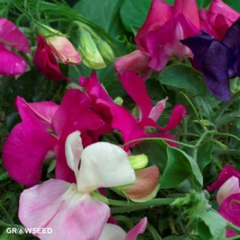 Little Sweetheart Mixed Sweet Pea Seeds