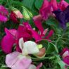 Little Sweetheart Mixed Sweet Pea Seeds