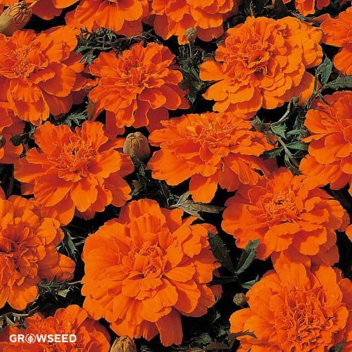 Tangerine Marigold Seeds