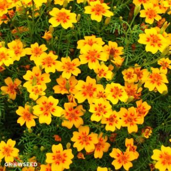 Starfire Mixed Marigold Seeds