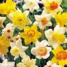 Mixed Trumpet Daffodils 2kg