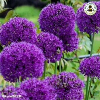 Allium Purple Sensation