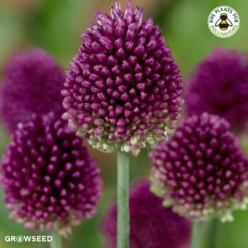 Allium Drumstick