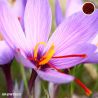 Crocus Sativus "Safron"