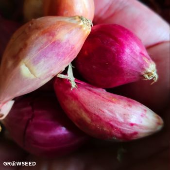 Red Winter Onion set in hand