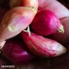 Red Winter Onion set in hand