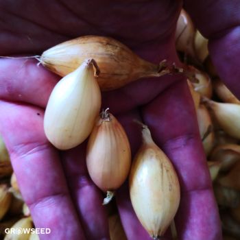 Senshyu Winter Onion set in hand