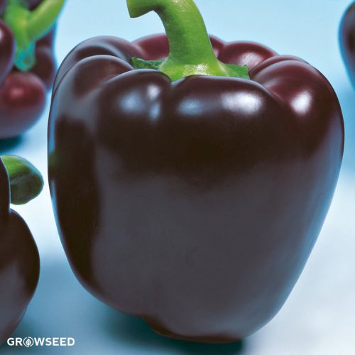 Mavras F1 Sweet Pepper Seeds