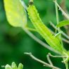 Asparagus Pea Seeds