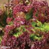 Lollo Rossa lettuce seeds