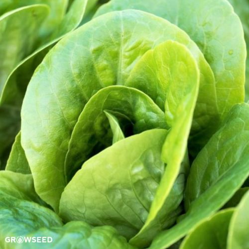 Little Gem lettuce seed