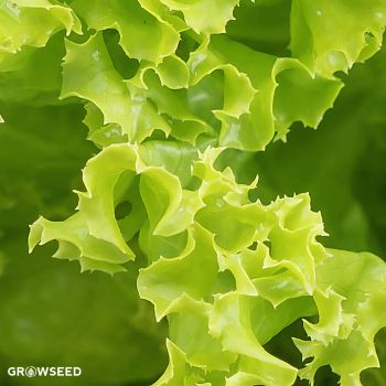 Nelson lettuce seed