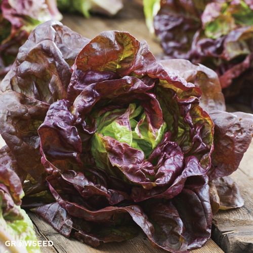 Marvel Of Four Seasons Lettuce Seeds