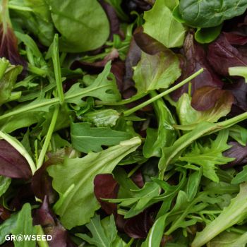 Mixed Lettuce Seeds