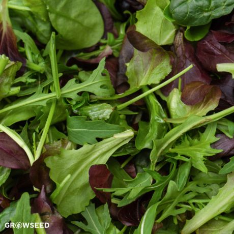 Mixed Lettuce Seeds