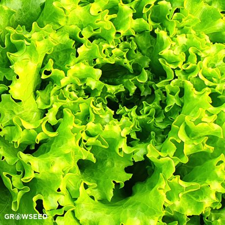 Green Salad Bowl Lettuce