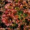 Red Salad Bowl seeds