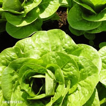 Winter Density Lettuce Seeds