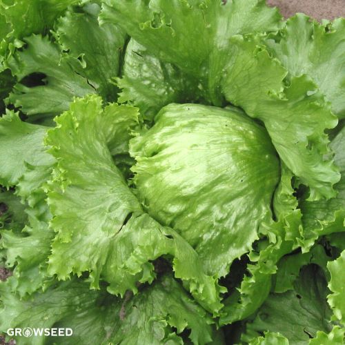 Great Lakes Lettuce Seeds