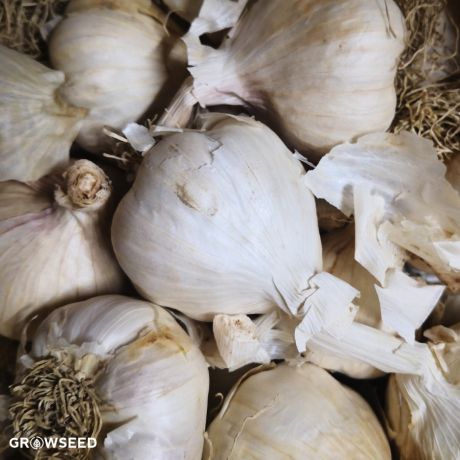 Solent Wight Garlic Bulbs