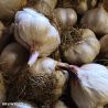 Picardy Wight Garlic Bulbs