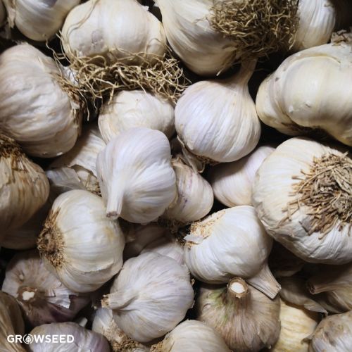 Carcassonne Wight Garlic Bulbs