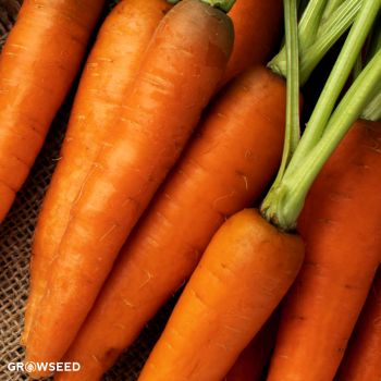 Resistafly F1 Carrot Seed