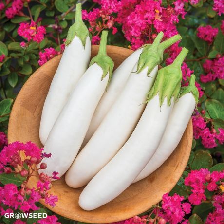 White Knight F1 Aubergine Seeds