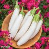 White Knight F1 Aubergine Seeds